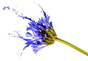 blue flower with splashes